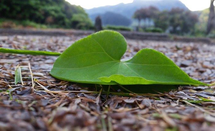 Zen Leaf Elkridge